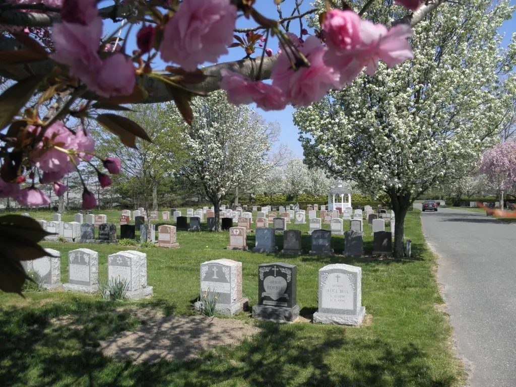 cherry blossom tree graveside