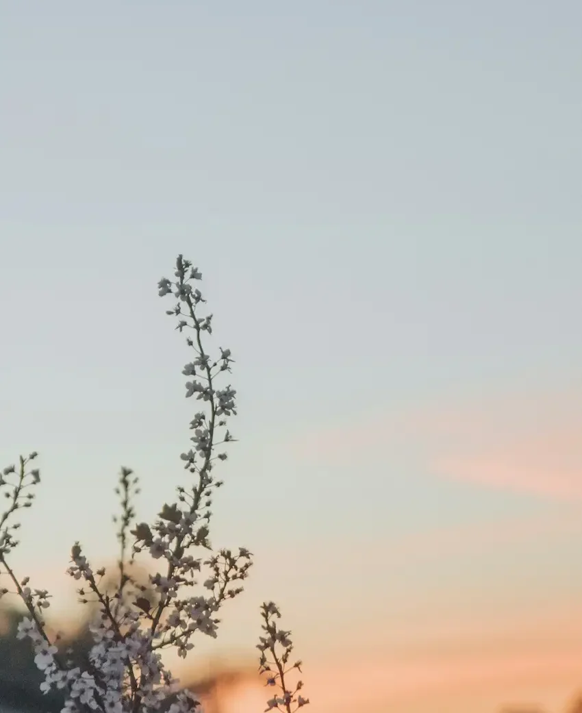 flower highlighting blue pink sky