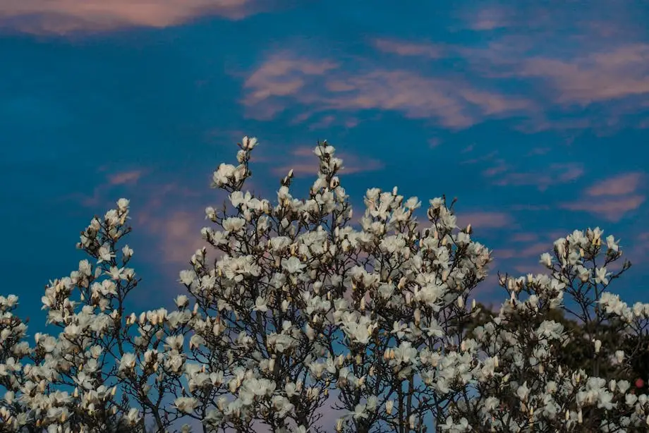 cherry blossom with blue sky