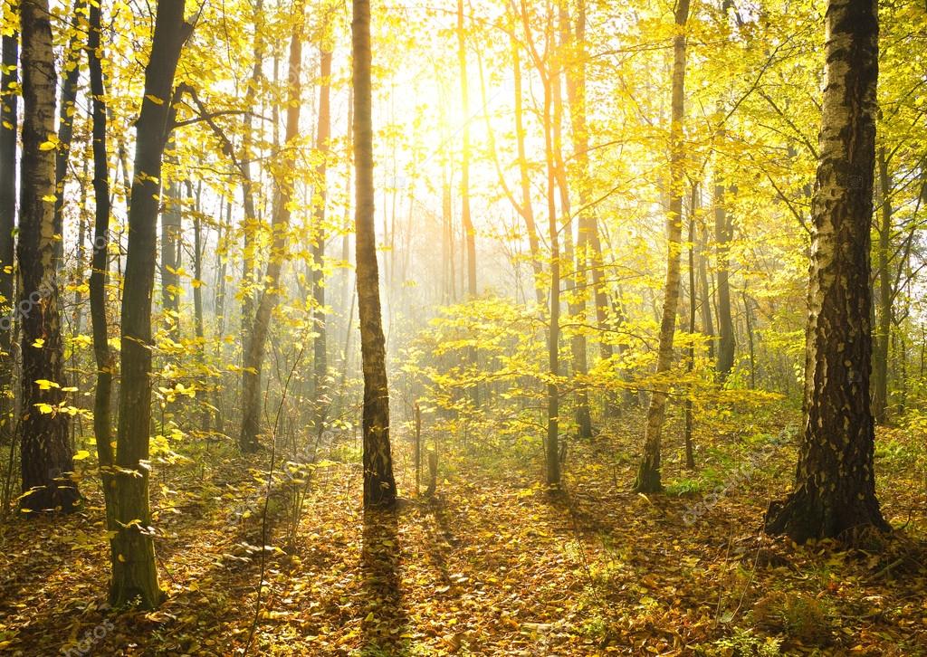 trees in forest sunrise