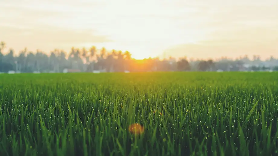 grass with sun shining in horizon