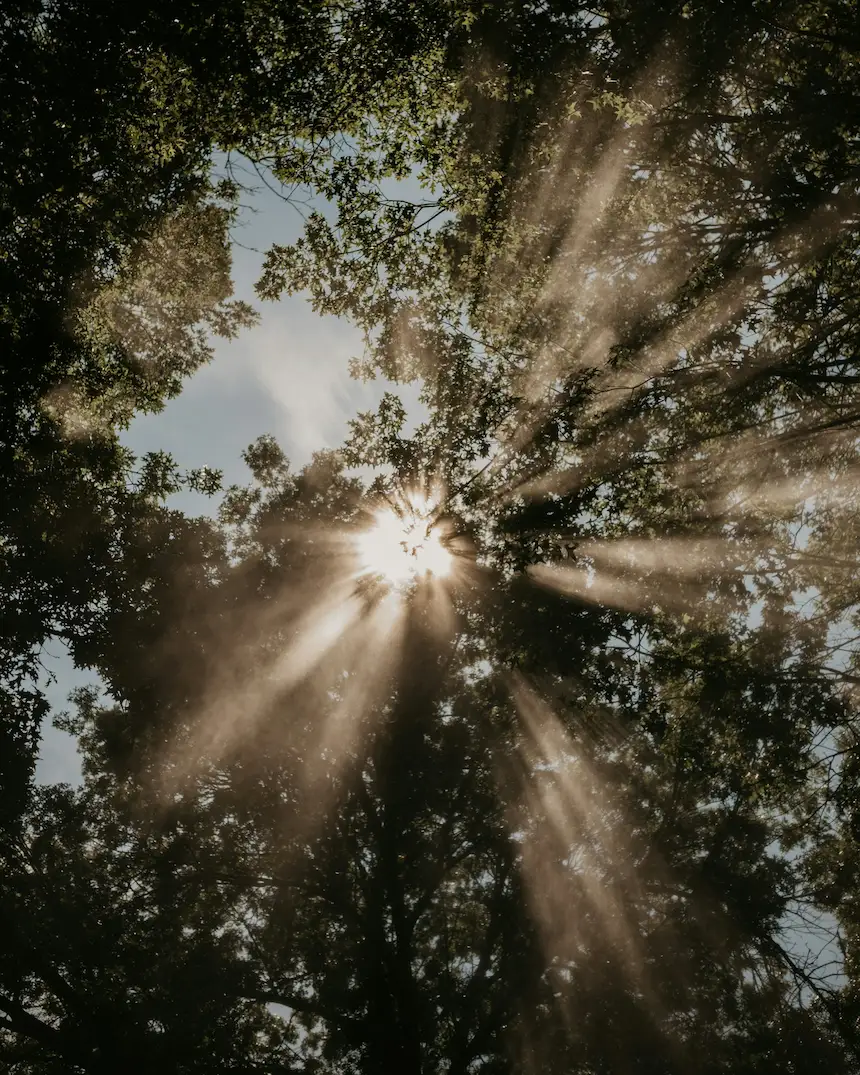 sun shining heavenly through trees