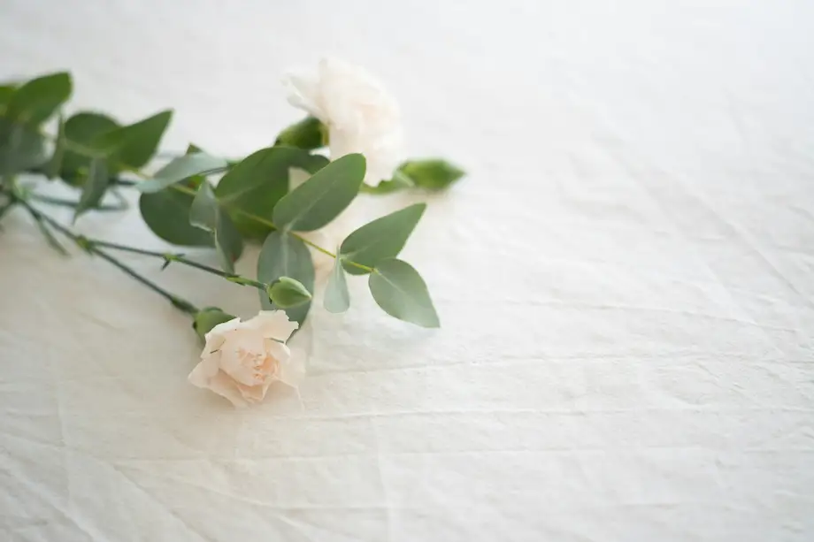 rose on white draping