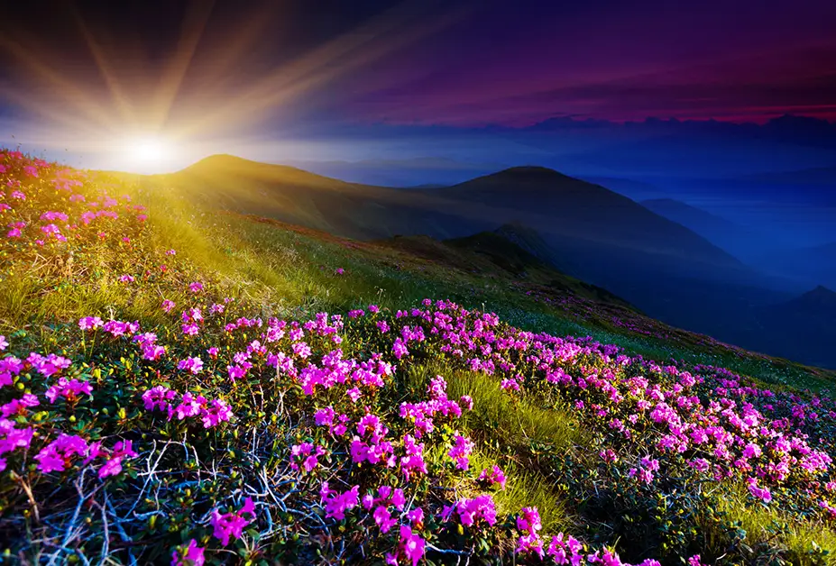 scenic sun mountain and flowers