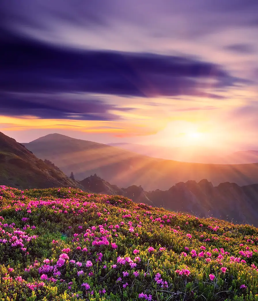 scenic flowers on hillside