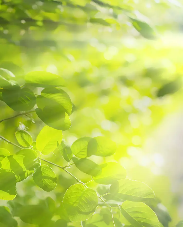 sun shining trough small green leaves