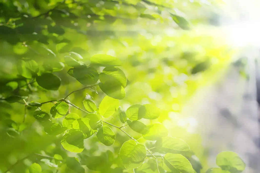 sun through leaves