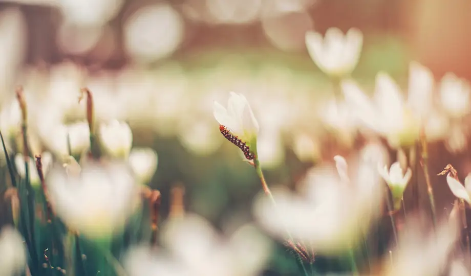flowers in sun
