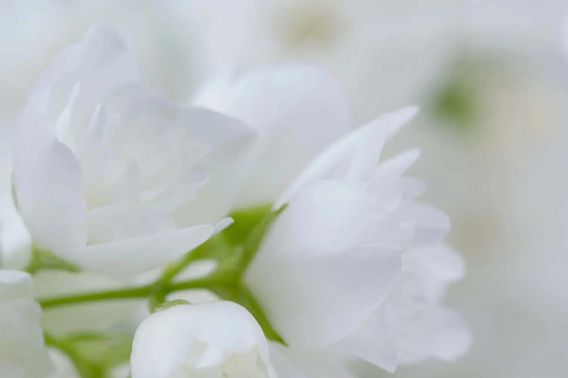 white flowers